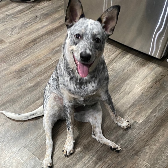 Meet your Posher, Joshua - Picture 1 of 1